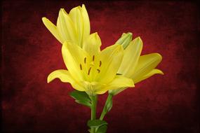 bouquet of yellow lilies on a red background