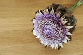 Artichoke Flower violet dry