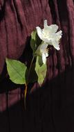 gorgeous white flower