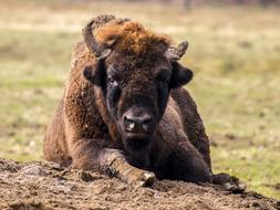 Wisent Animal Mammal