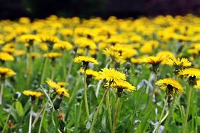 field of yellow dandelions, close-up