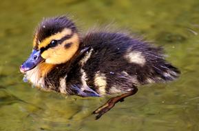 fluffy ducks in the lake