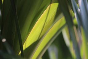 Green Leaves on sunlight, blur background