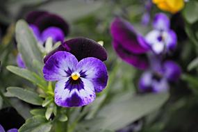 purple beautiful flowers in the field
