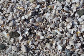 empty seashells on the shore