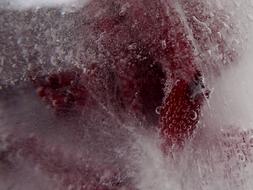 frost on a red rose, close-up