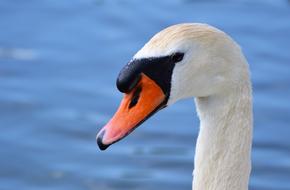 Swan Head Water Bird