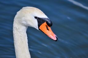 Swan Head Water Bird