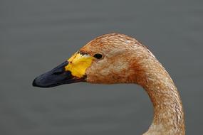 Animal Waterfowl Swan Wild