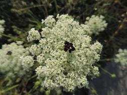white wildflowers are beautiful