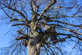 temporary structure on a tree