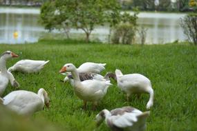 Bird Water Lake