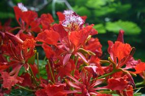 red beautiful flowers in the garden