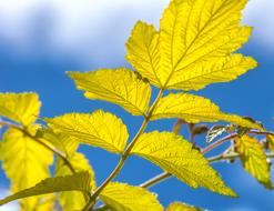 yellow leaves of a tree, close-up