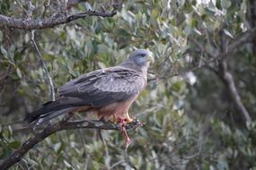 Yellow Billed Kite Bird Afr