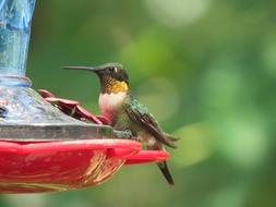 Bird Hummingbird Colorful