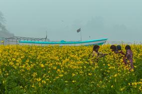 yellow field near River Ravi