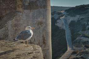 Animal Bird Dove