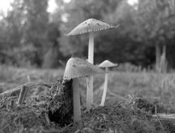 three Mushrooms on ground, Black and White