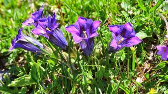 Gentian Blossom Bloom