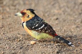 Barbet Crested colorful Bird