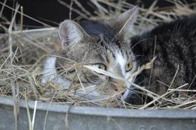 Cat Hay Nature