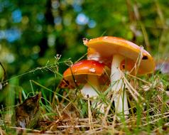 brown mushrooms in the forest in Lower Saxony, Germany