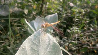 Dragonfly Insect Arthropoda