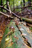 tiny brown fungi on fallen thee trunk in forest