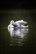 Swan White Lake