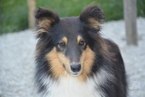 Dog Shetland Sheepdog Portrait