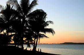Beach Palms at Sunset