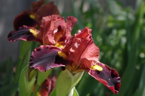 Dry red iris in the garden
