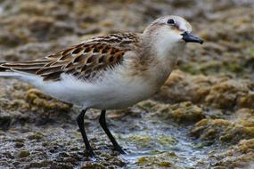 Animal Waterside Grass Little