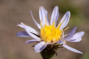 purple and white aster