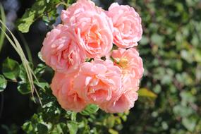 peonies are pink by the greens