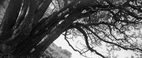 Black And White Tree