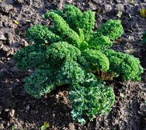 Kale Vegetables Vegetable Plant