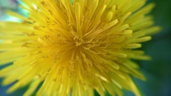 dandelion, Yellow Flower core, macro