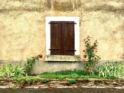 Beautiful and colorful roses and other plants, near the vintage house with the window with shutters