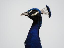 Bird Peacock Blue