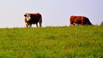 Cow Pasture Meadow Animal