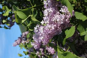 Lilac branch with Purple Flowers close up