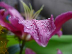 Flower Rose Lilium