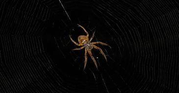 big spider on a black background