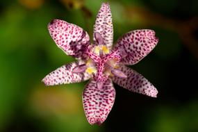 Tricyrtis, toad lily flower, macro