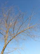 Branches of the tree, under the blue sky of different shades