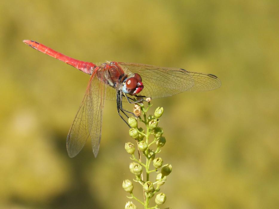 red dragonfly on a flower