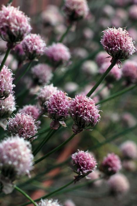 garden onions in bloom