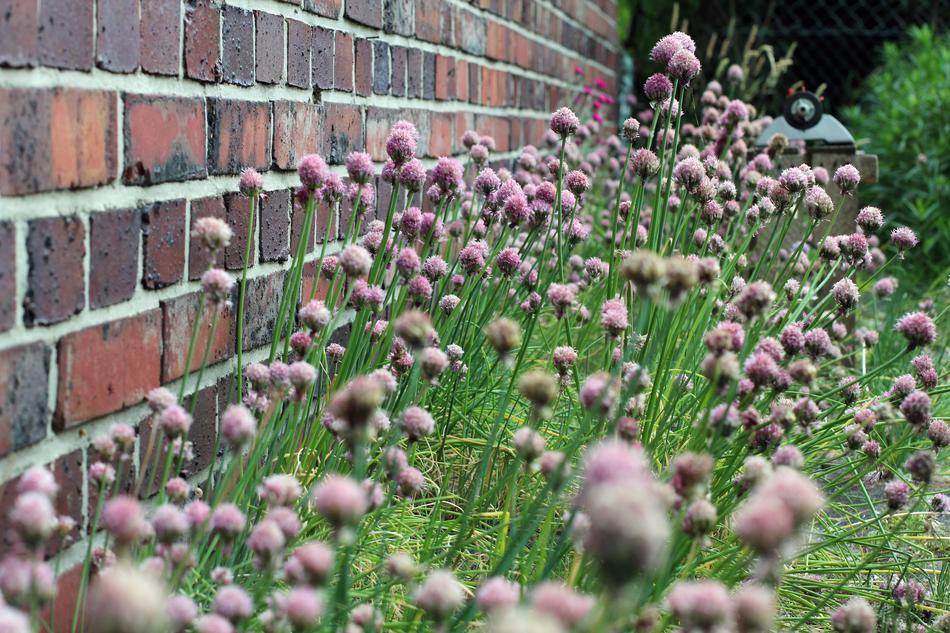 beautiful flowers under the house